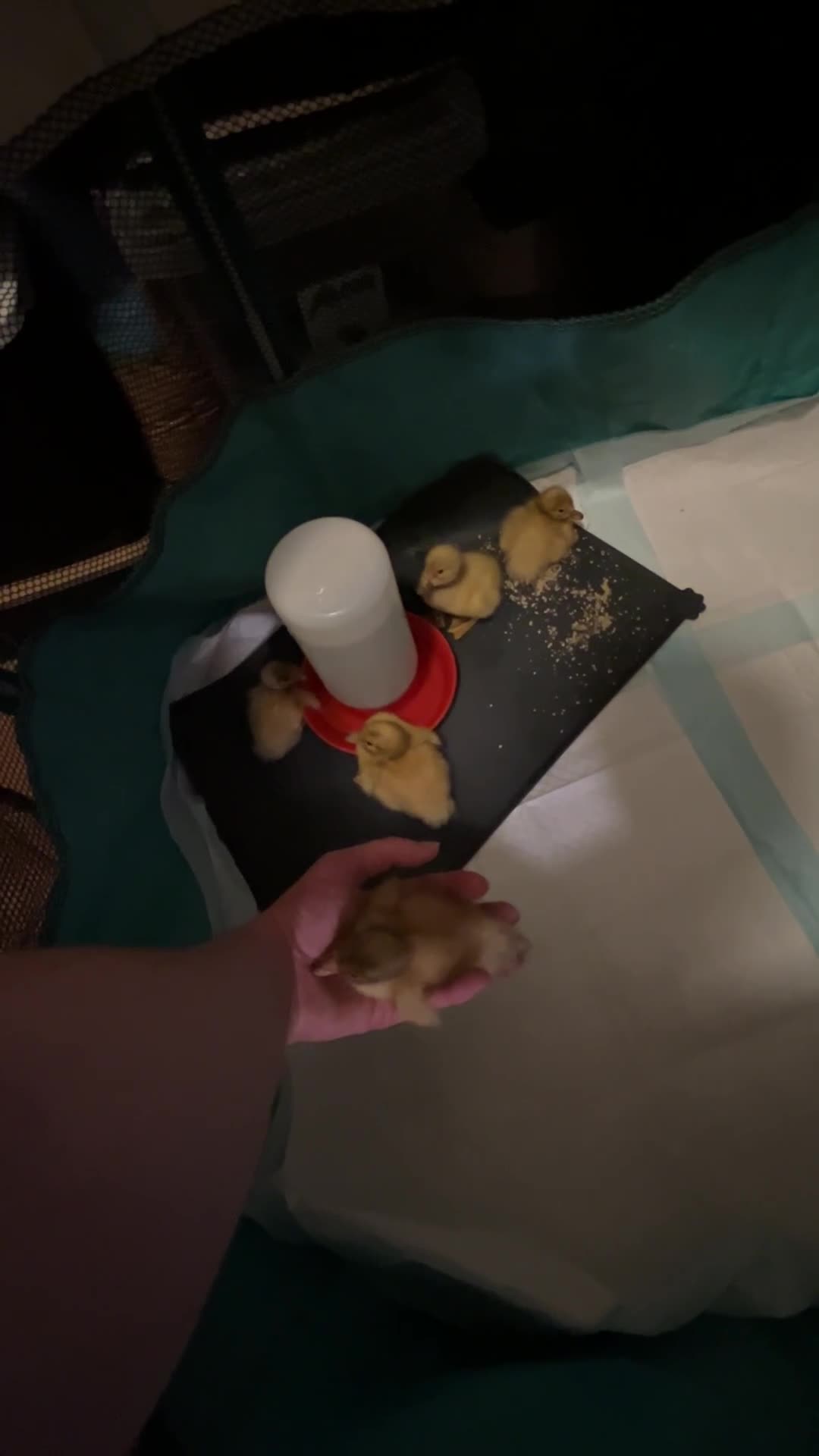 Ducks poultry for sale: Unsexed Welsh Harlequin Ducklings - Video 2