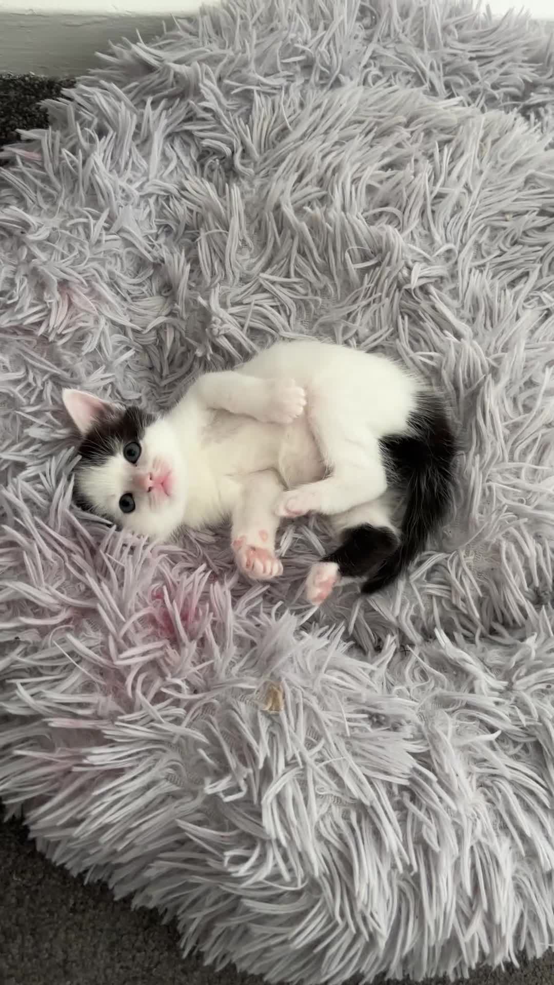 Ragdoll cats for sale: Ragdoll cross - Video 1