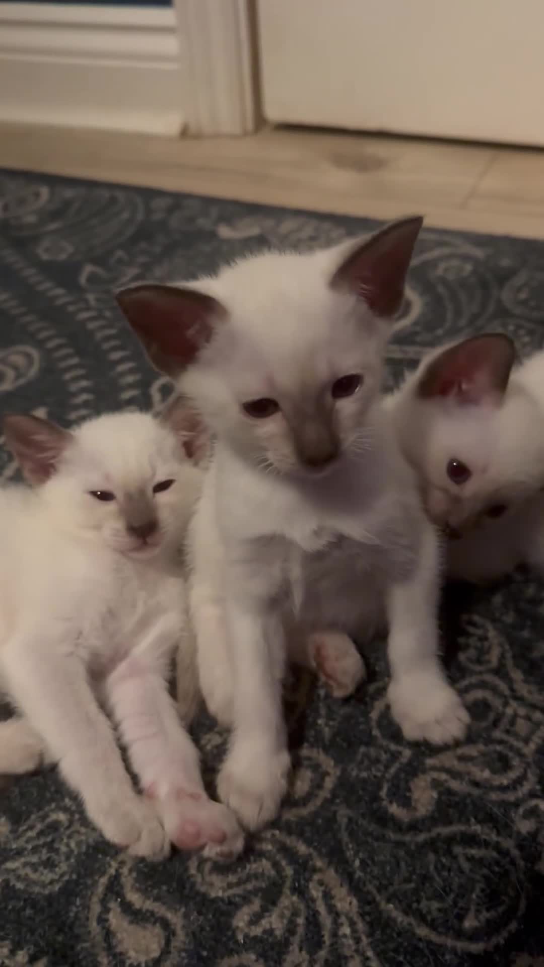 Siamese cats for sale: Beautiful Siamese females  - Video 1