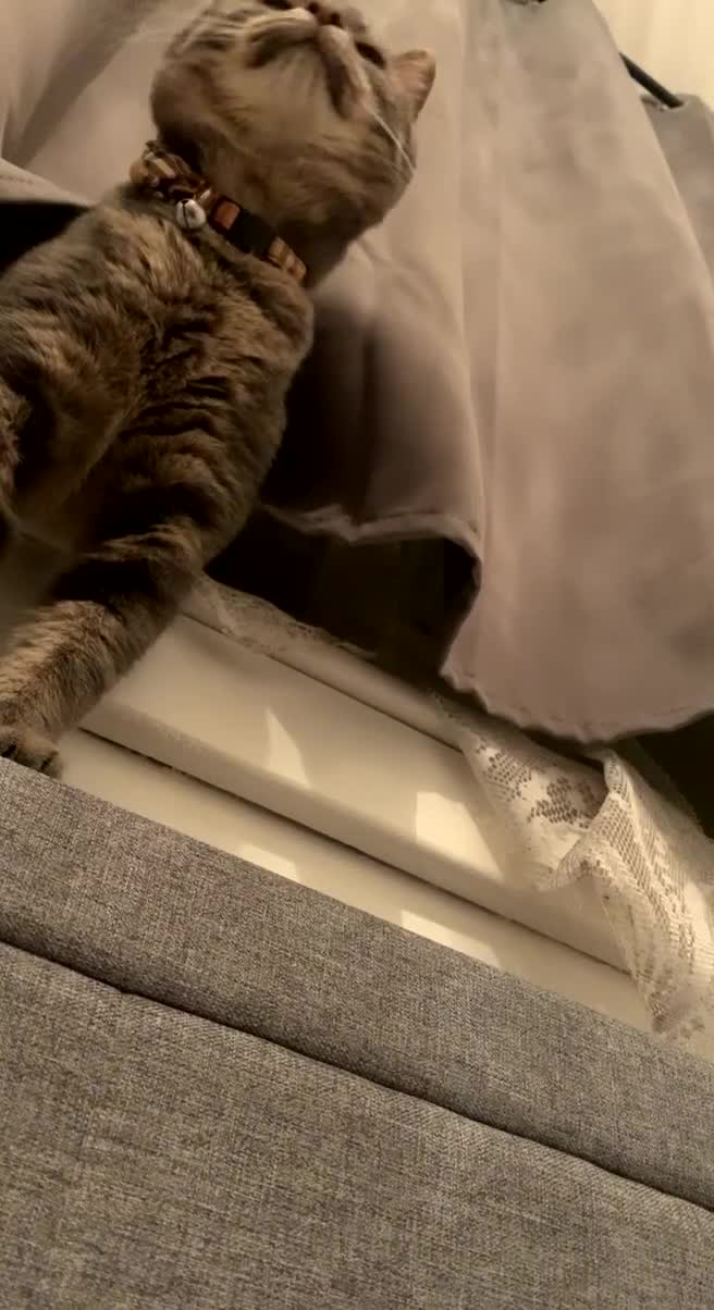 Domestic Shorthair cats for sale: 🐾 Loving Home for Milo🐾 (w automatic litterbox)  - Video 3
