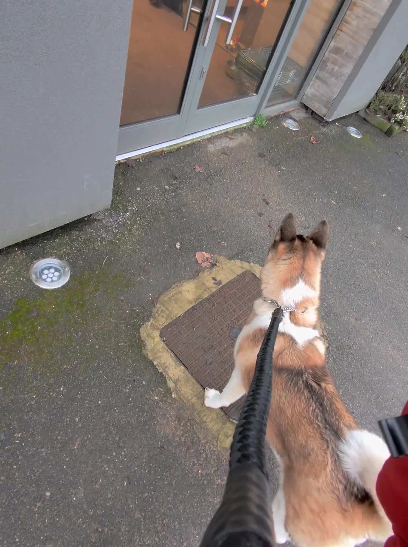 Akita dogs for sale: Shatzy is looking for a new home - Video 2