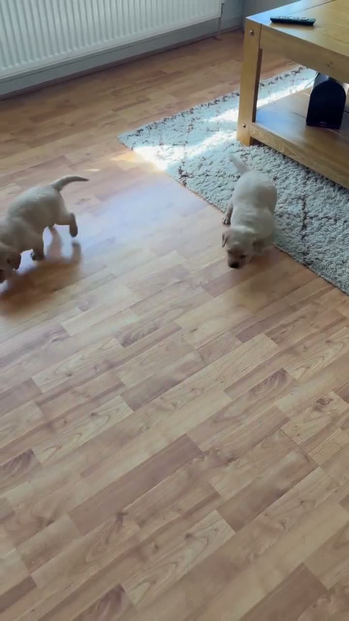 Labrador Retriever dogs for sale: Gorgeous pedigree Labrador puppies  in Cumnock - Video 1