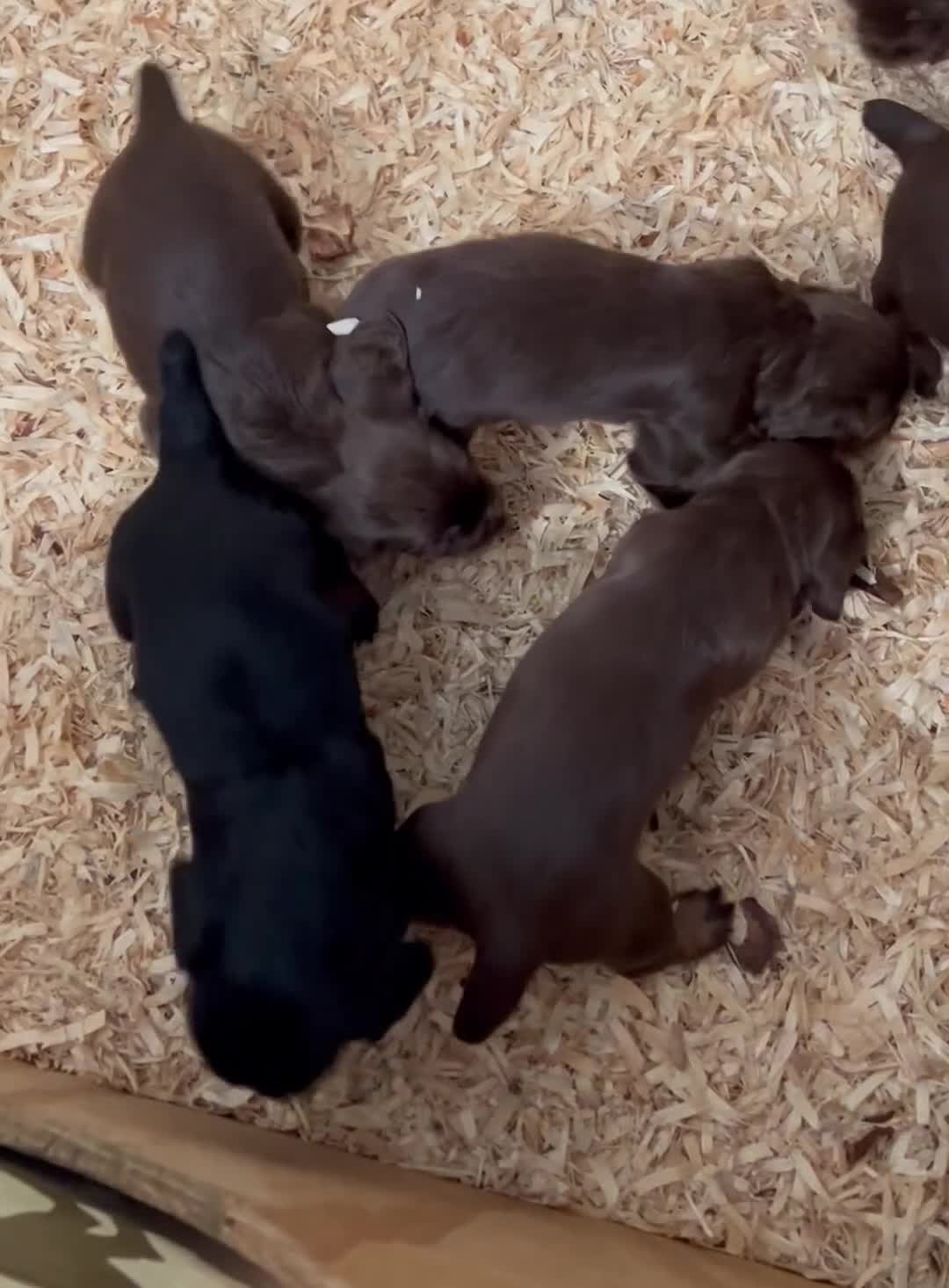 Cocker Spaniel dogs for sale: KC Reg Docked Working Cocker Spaniel puppies - Video 1
