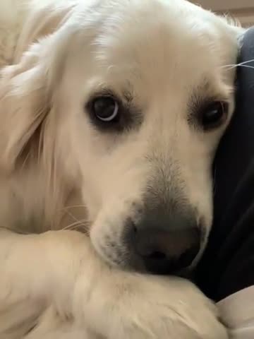 Golden Retriever dogs for stud: Champion line KC Registered Golden Retriever Stud in Harlow - Video 4