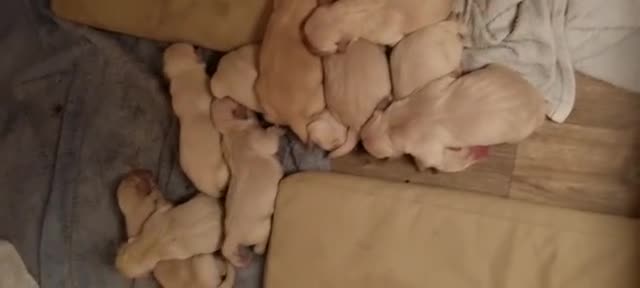 Mixed Breed dogs for sale: Beautiful F1 Labradoodle Puppies - Video 2