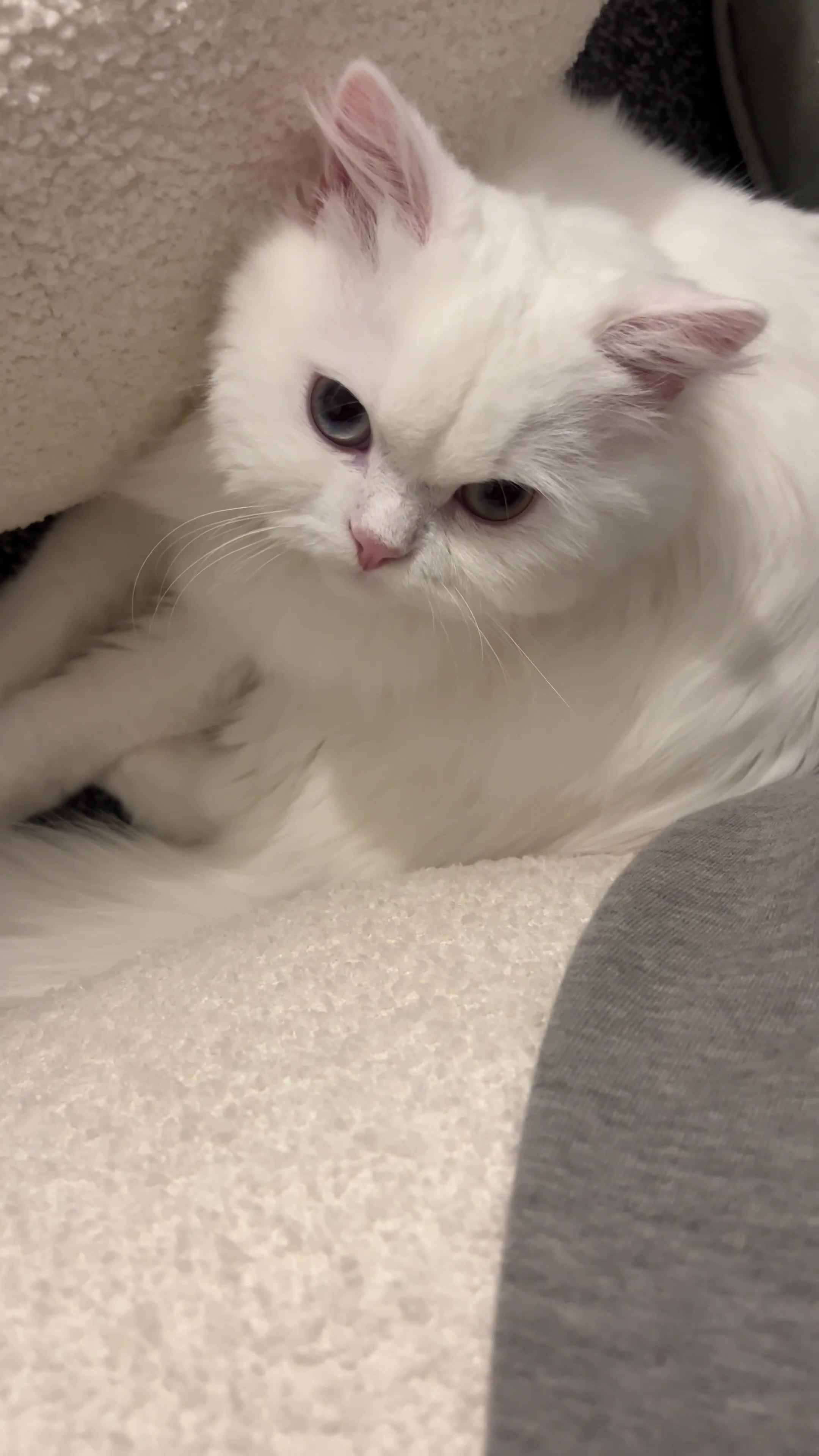 Persian cats for sale: Gorgeous one year old baby girl😍 - Video 2