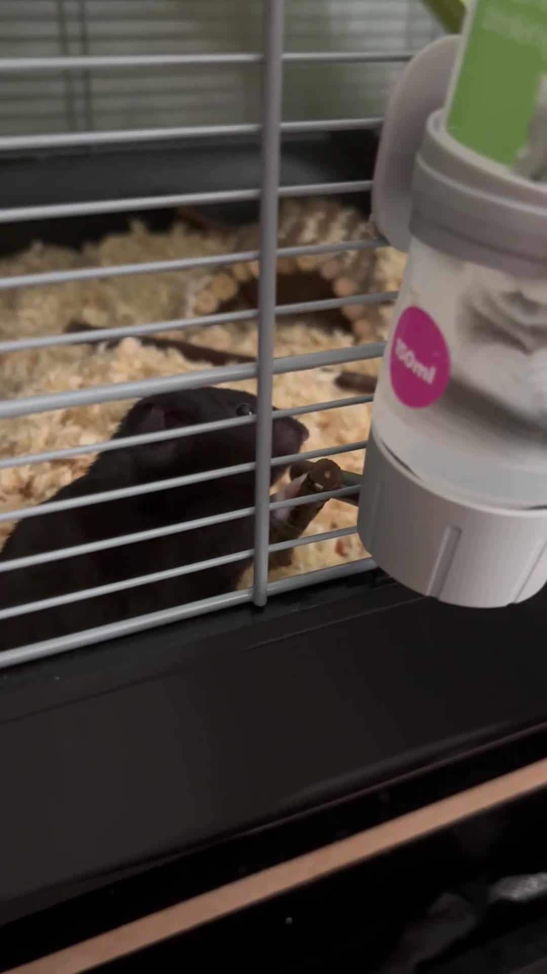 Hamster rodents for sale: Male Syrian hamster  - Video 1