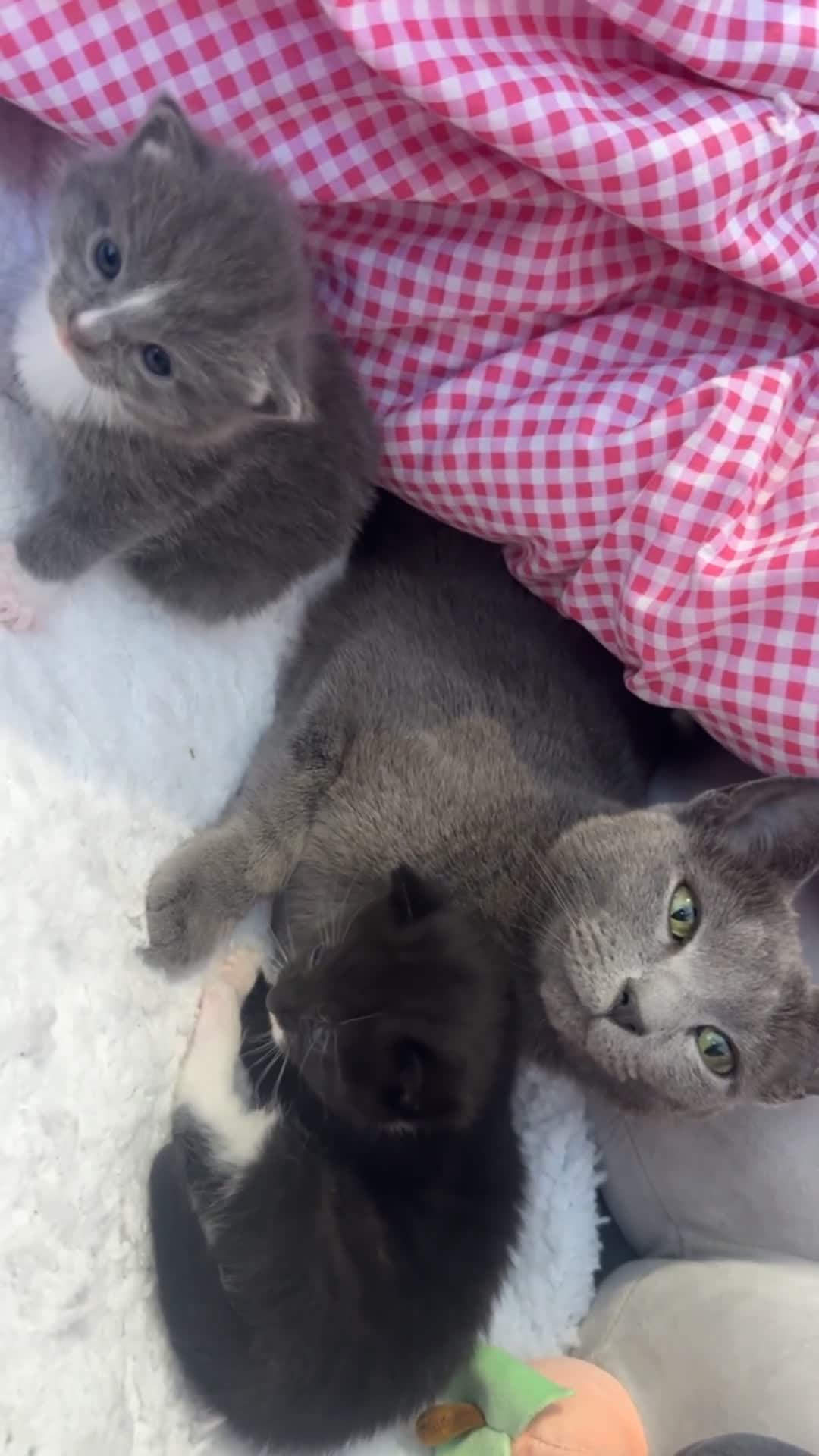 Russian Blue cats for sale: Russian blue x Tabby cats  in Manchester - Video 1