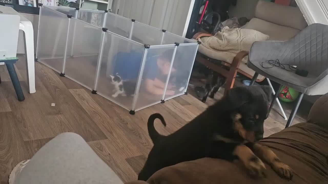 Rottweiler dogs for sale: Rottweiler - Video 2