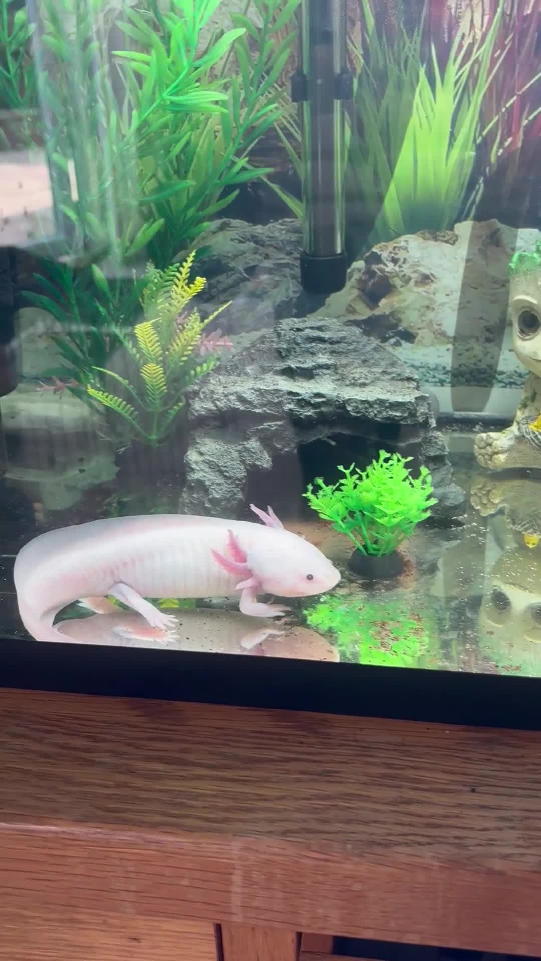 Axolotl reptiles for sale: 6 months Axolotl  - Video 1