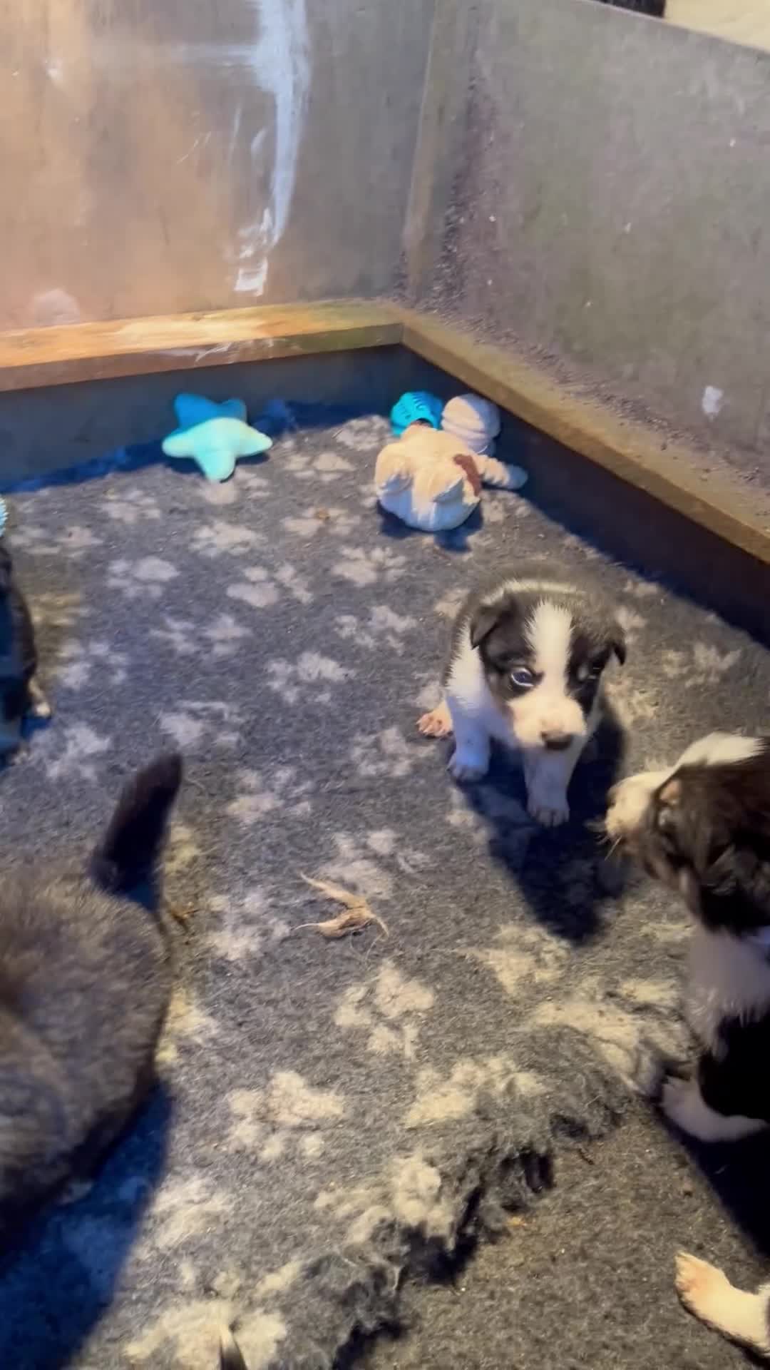 Mixed Breed dogs for sale: Cookie x huntaway  in Bideford - Video 1