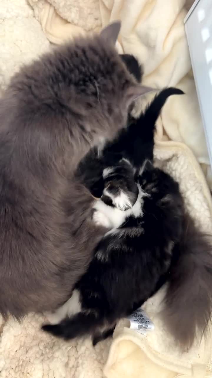 Mixed Breed cats for sale: Beautiful fluffy kittens in Selby - Video 1