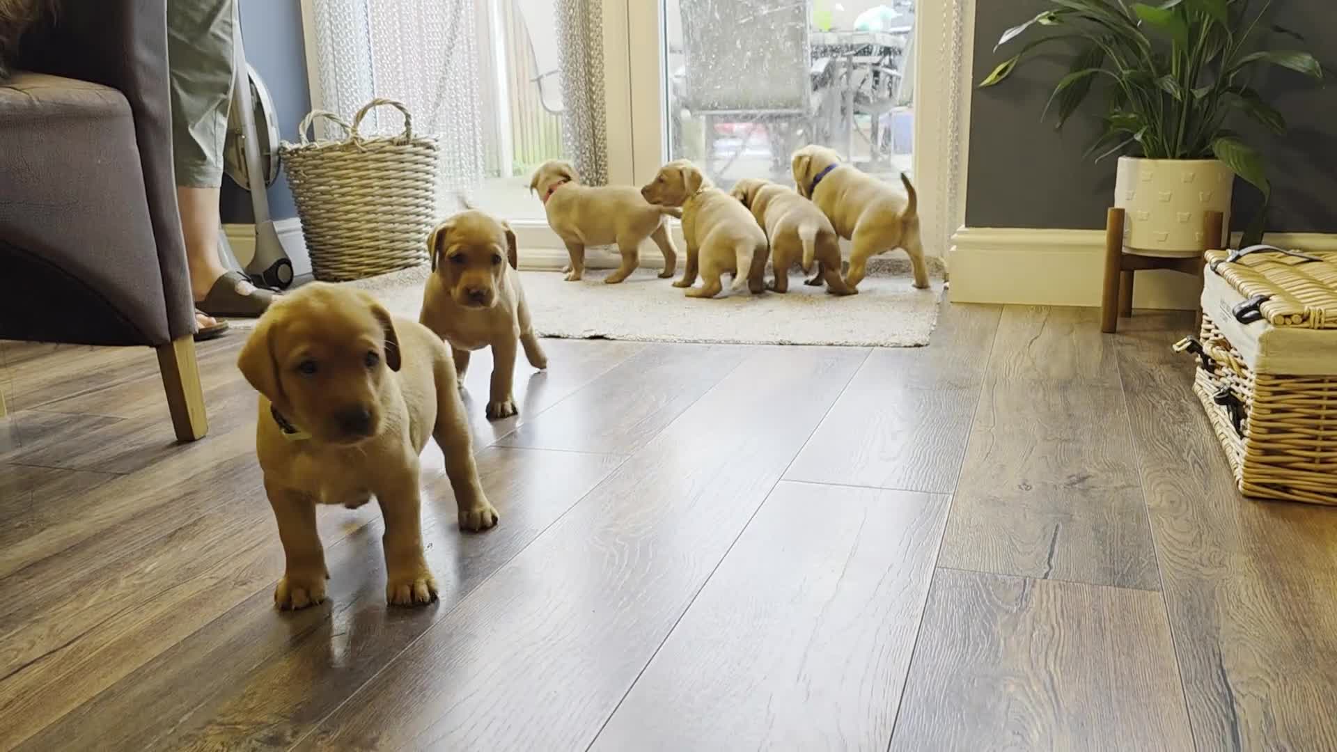 Labrador Retriever dogs for sale: KC Reg. Fox Red Labrador Pups from Working Lines - Video 1