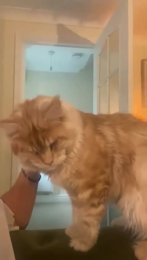 Maine Coon cats for sale: Maine coon kittens  - Video 1