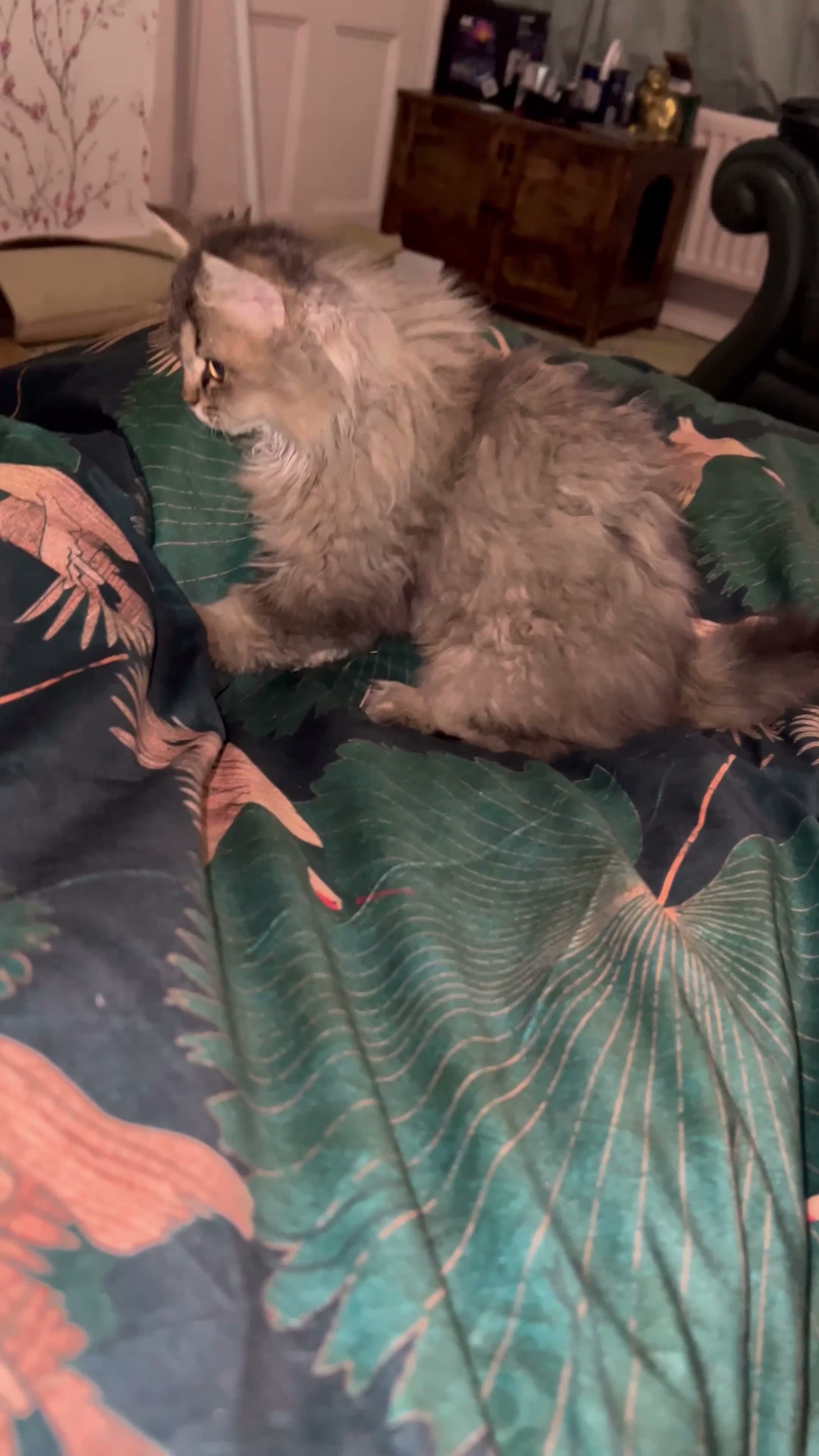 Selkirk Rex cats for sale: Gorgeous pure breed Selkirk rex kittens 😻 - Video 2