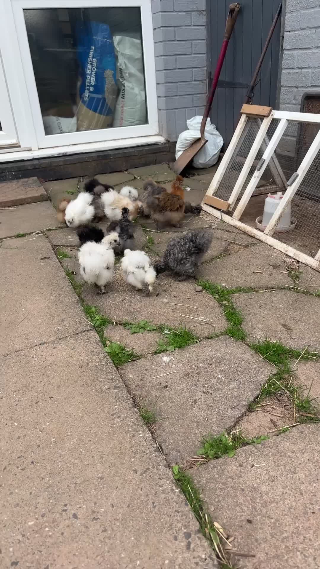 Chickens poultry for sale: USA Bearded silkie growers mixed colours  - Video 1