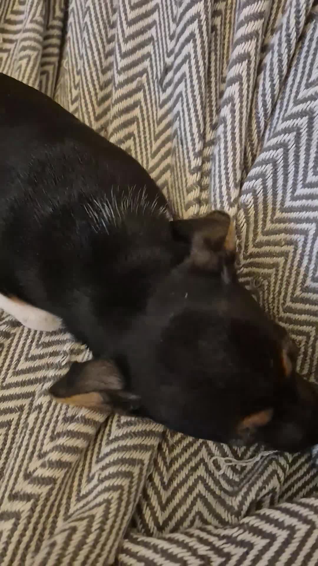 Jack Russell dogs for sale: Jack Russell puppies **3 girls remaining ** - Video 1
