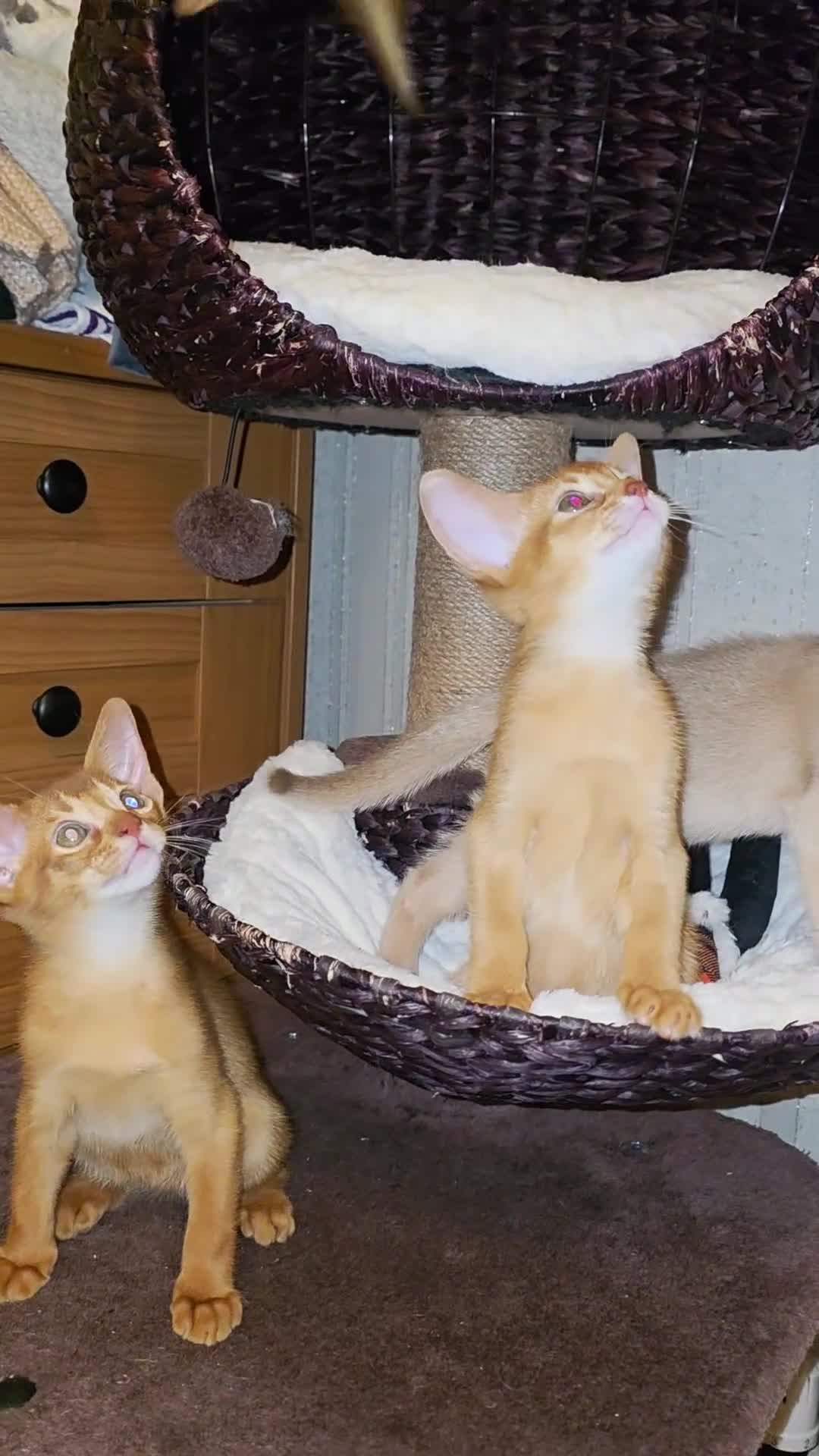 Abyssinian cats for sale: Beautiful Aby  kitten from Champions line - Video 4