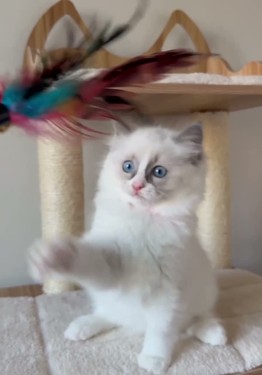 Ragdoll cats for sale: Fluffy Ragdoll Kittens🐾 in Peterborough - Video 1