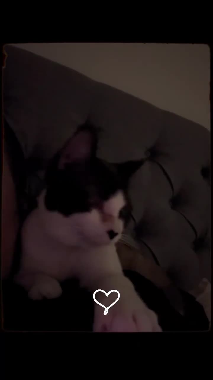 Snowshoe cats for sale: Snowshoe for sale - Video 2