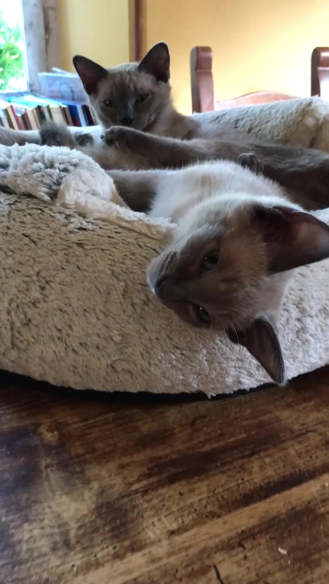 Tonkinese cats for sale: Superb Tonkdoll Kittens - Video 1