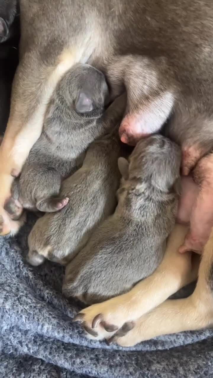 French Bulldog dogs for sale: French Bulldog Puppies Pedigree Stunning Colours⭐️ - Video 1
