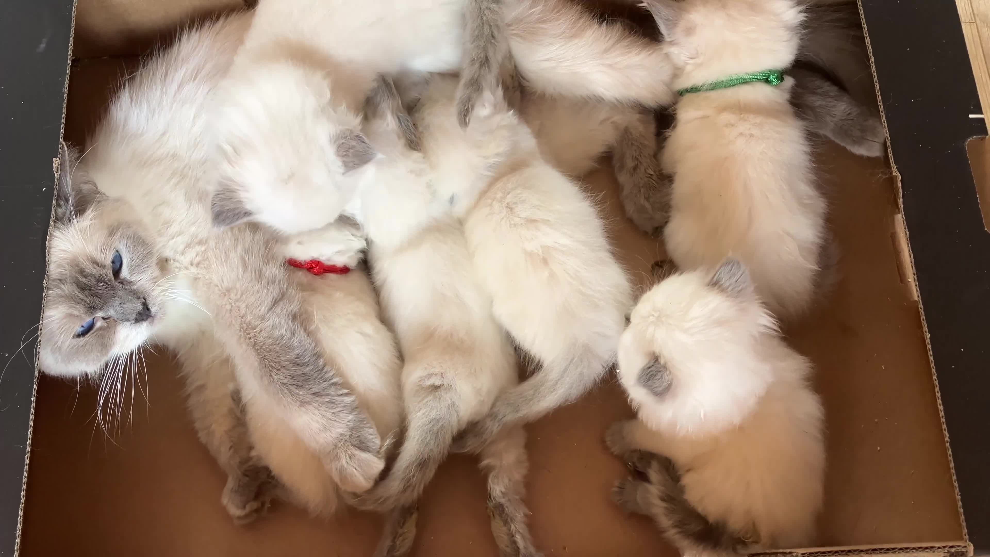 Ragdoll cats for sale: GCCF registered ChampionBloodline 5GENpedigree BSH - Video 1