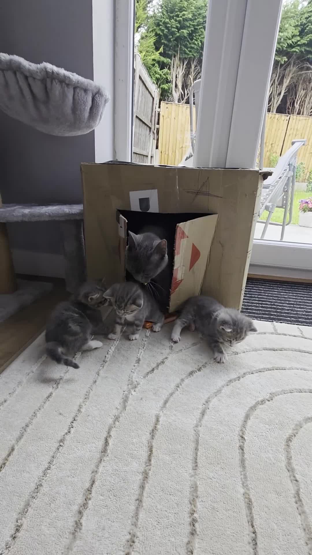 British Shorthair cats for sale: Cutie and cozy kittens are ready to join your home - Video 1