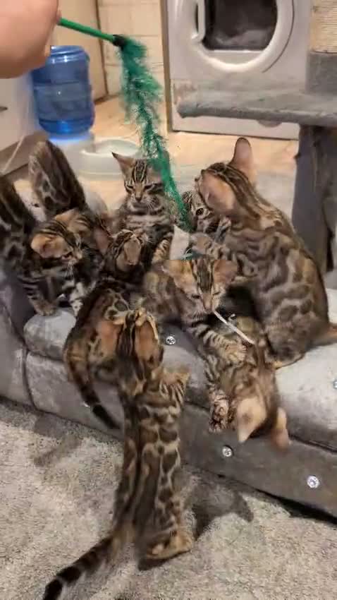 Bengal cats for sale: 🔥✨Pedigree TICA-Registered Bengals - Video 3