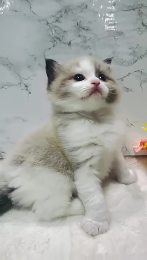 Ragdoll cats for sale:  Tica registered full pedigree ragdolls - Video 5