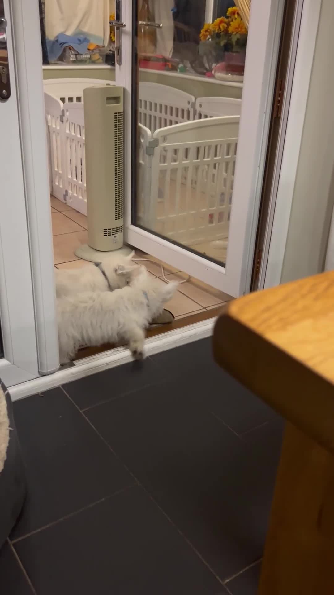West Highland Terrier dogs for sale: 5 generation Kc pups in Llandysul - Video 2