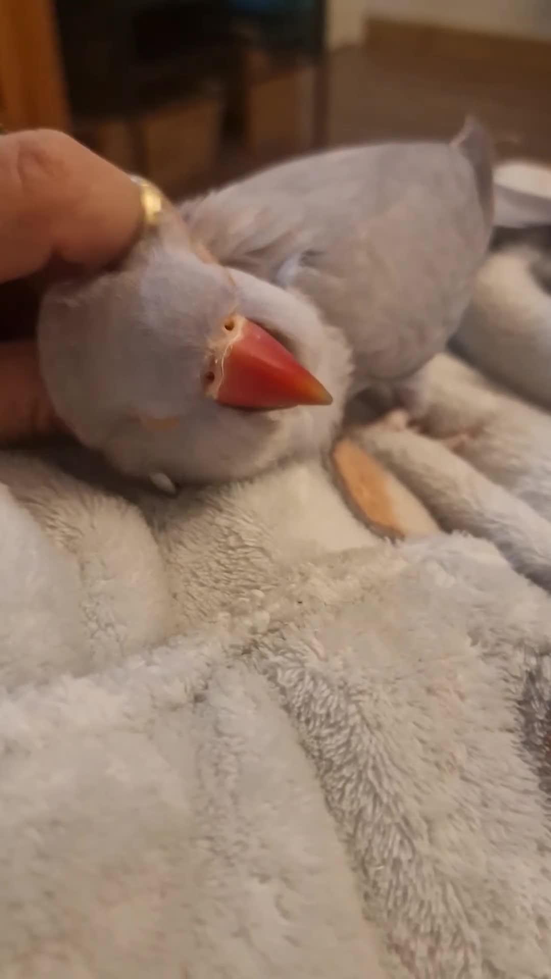 Ringnecks birds for sale: Silly Tame Indian Ringneck 2024 - Video 2