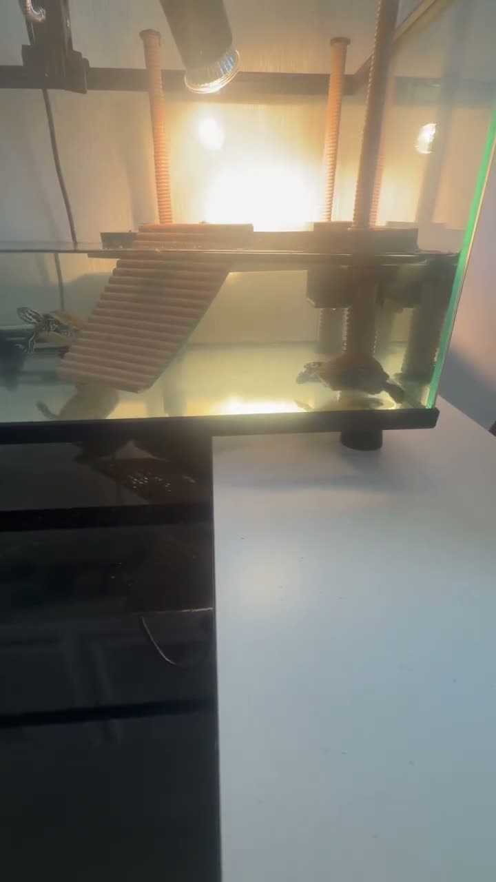 Terrapin reptiles for sale: Terrapin turtles  - Video 1