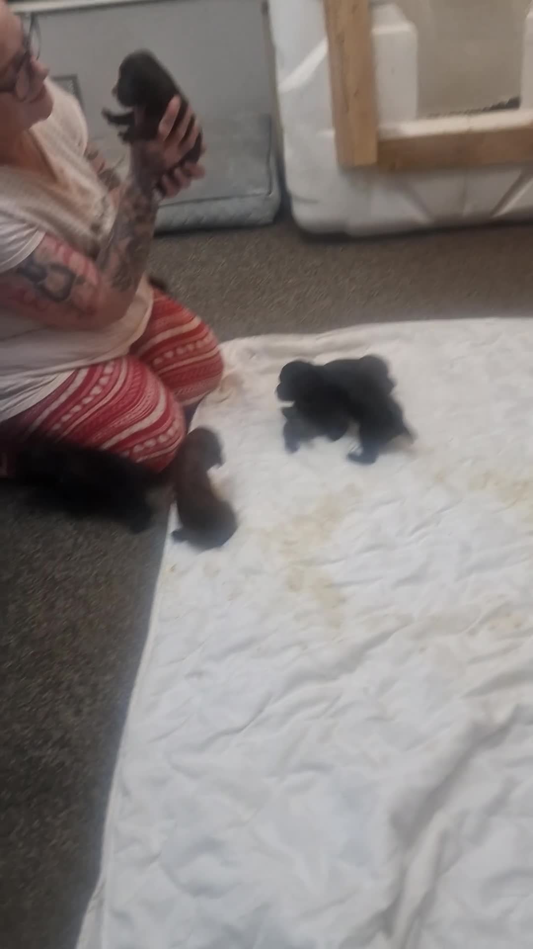 Cocker Spaniel dogs for sale: Beautiful Cocker Spaniel pups  - Video 2
