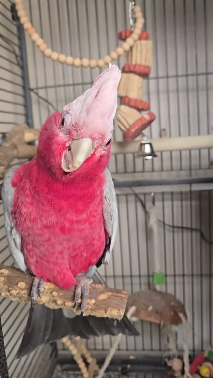Cockatoo birds for sale: Galah Cockatoo  in Goole - Video 1