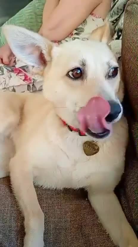 Mixed Breed dogs for adoption: ❤️🐶 STELLA – SMALL BODY, HUGE HEART, ENDLESS LOVE in Burton-on-Trent - Video 1