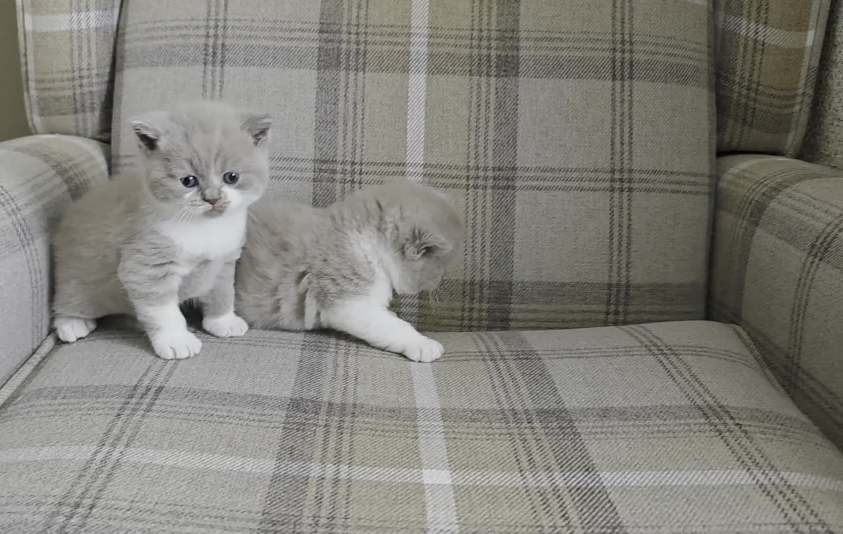 British Shorthair cats for sale: Exceptional GCCF British Shorthair Kittens  - Video 2
