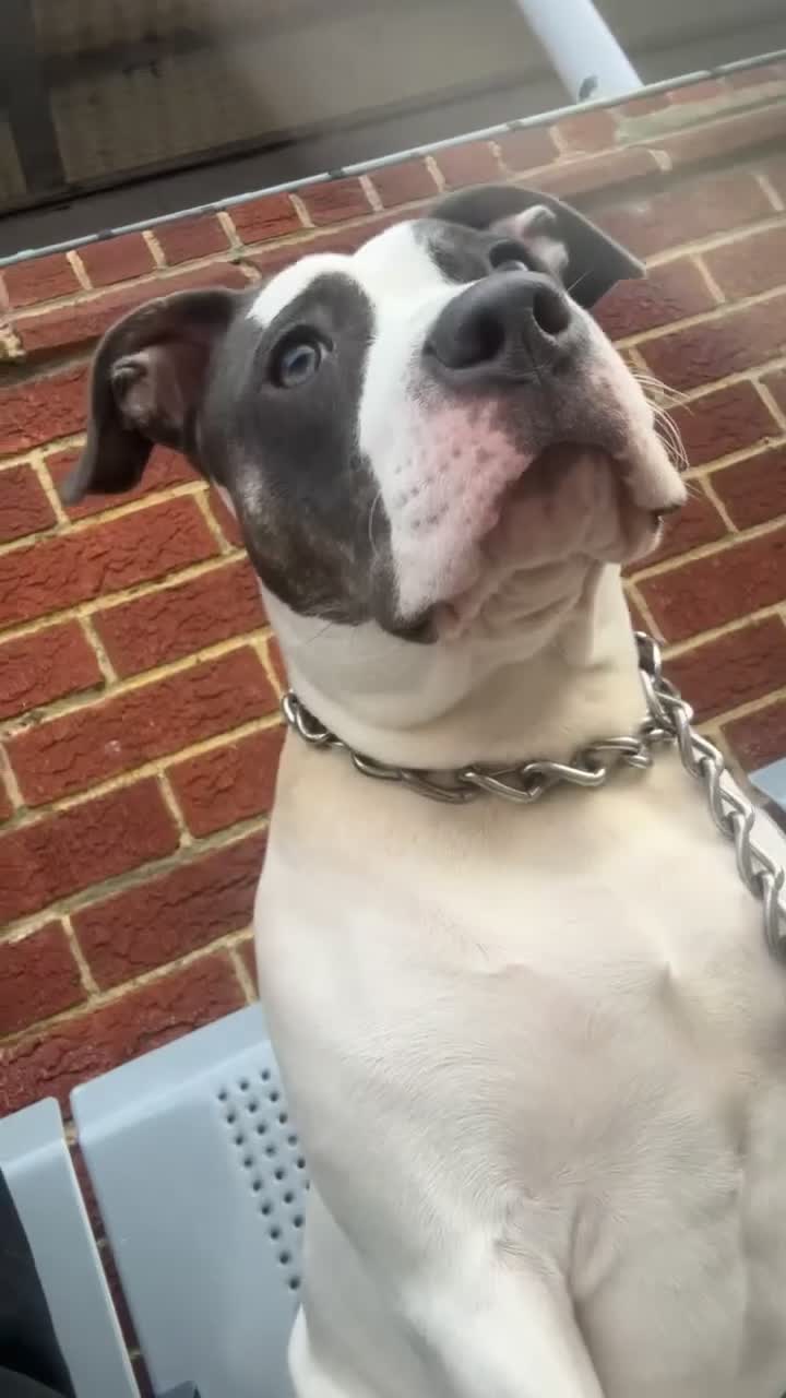 Staffordshire Bull Terrier dogs for sale: 1 year old king Irish staff 500.  in London - Video 2