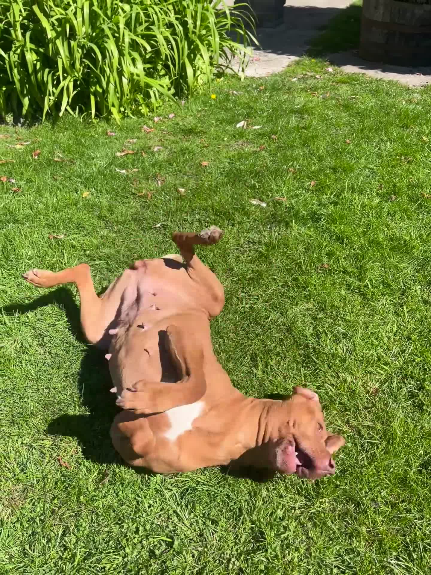 Hungarian Vizsla dogs for sale: Darling Roe  - Video 1