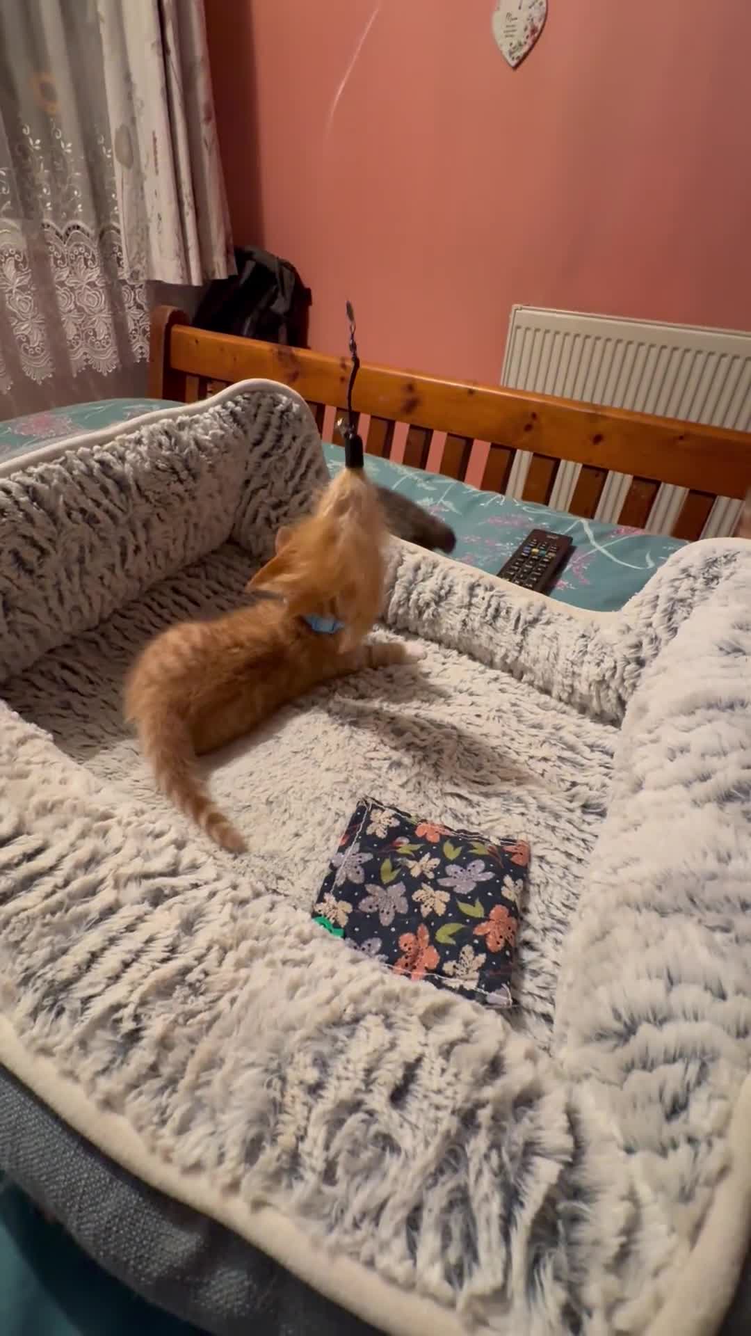 Mixed Breed cats for sale: Gorgeous kittens - Video 1