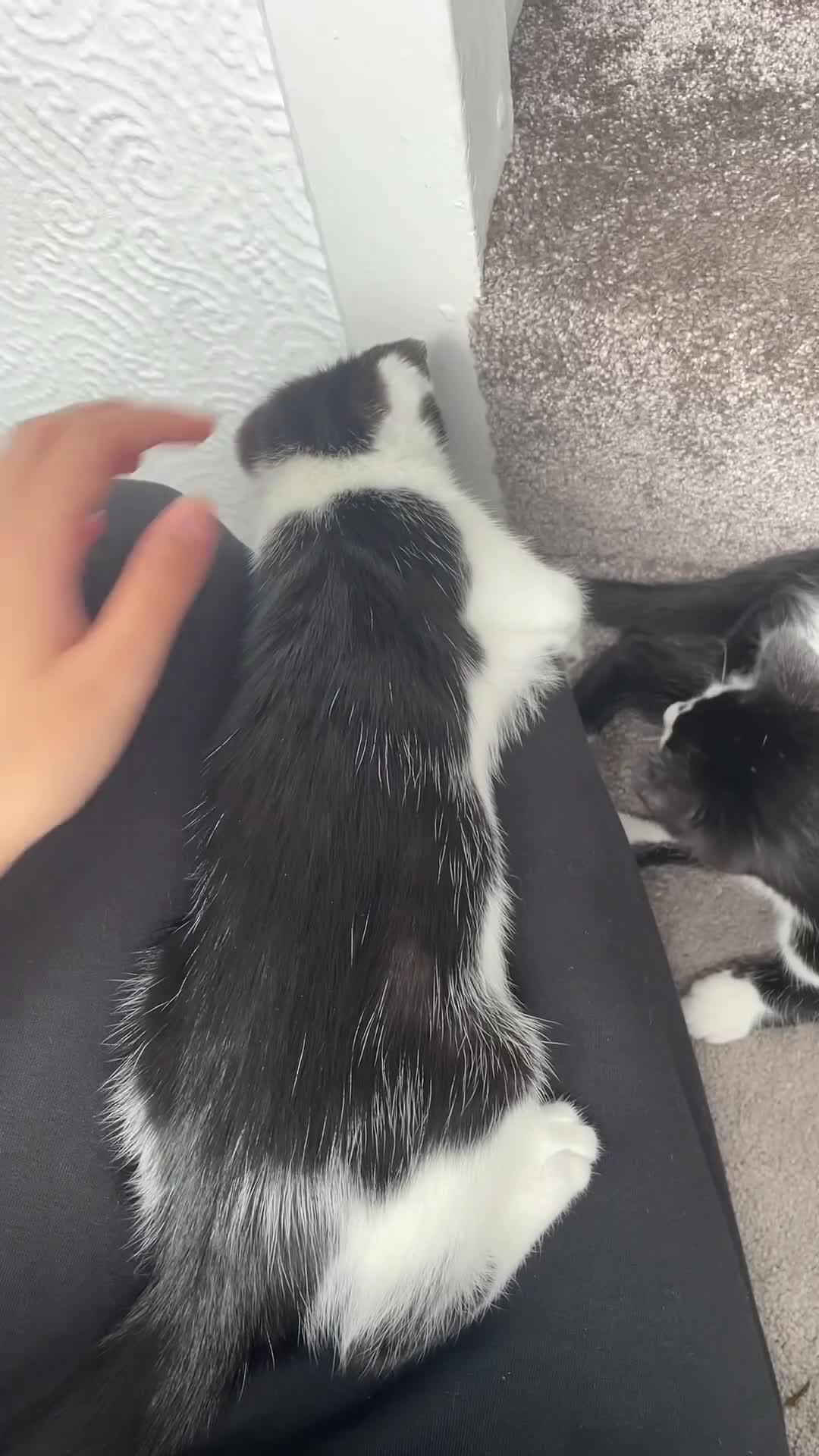Mixed Breed cats for sale: Adorable Cats and kittens! - Video 2