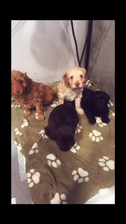 Cockapoo dogs for sale: Cockapoo - Video 1