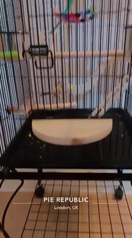 Ringnecks birds for sale: Rignneck parrots - Video 2