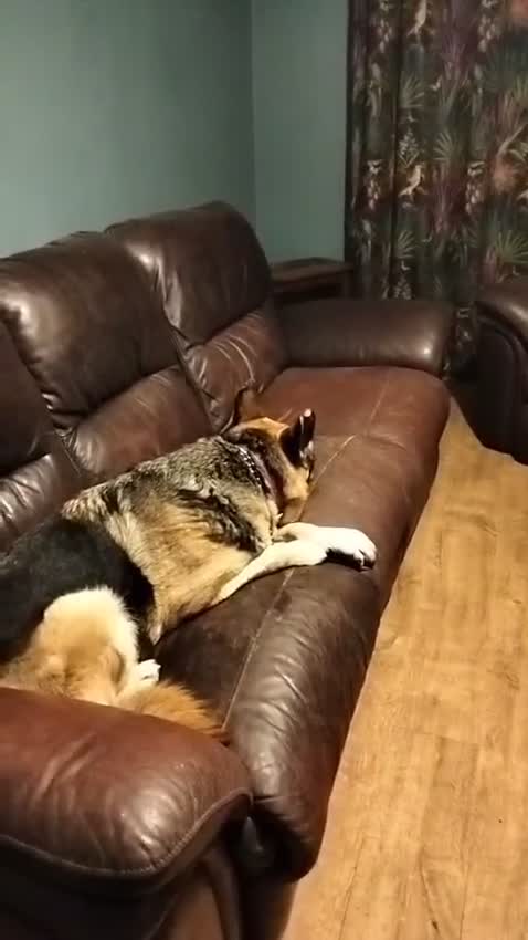 Mixed Breed dogs for adoption: Jessica stunning German Shepherd  - Video 1