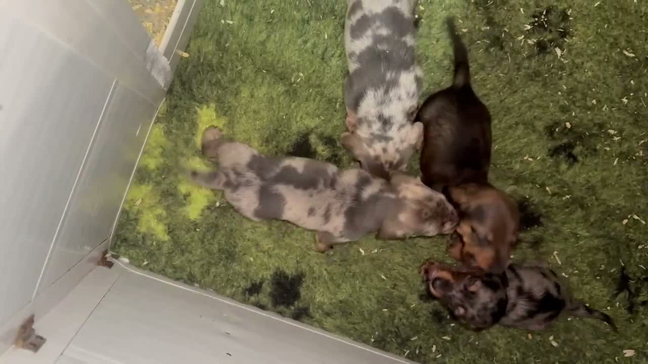 Miniature Dachshund dogs for sale: Miniture Dashunds for sale  in Maidstone - Video 1