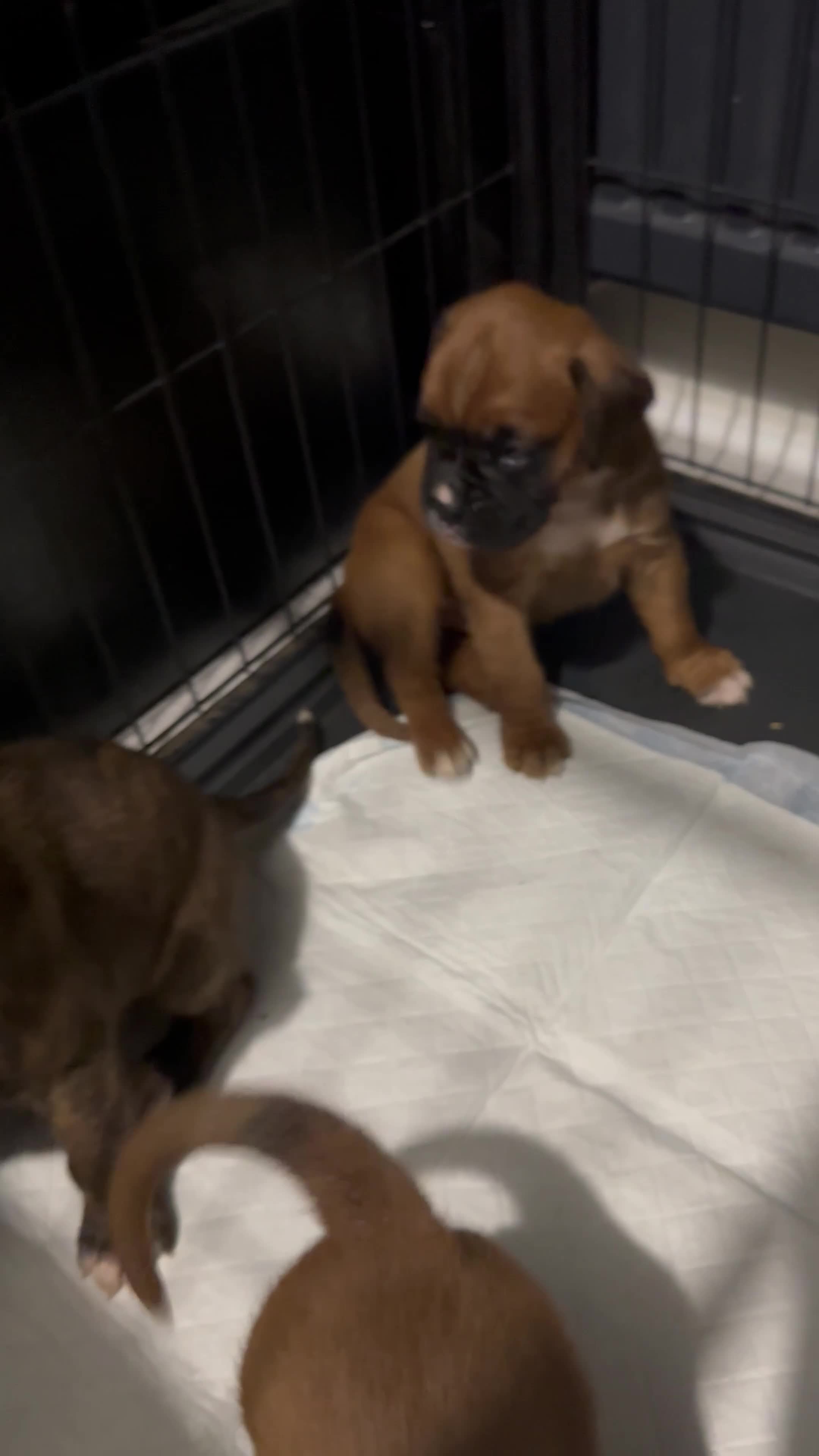 Boxer dogs for sale: Beautiful Kc boxer puppies  - Video 1