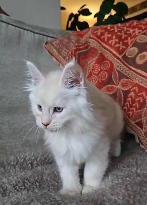 Maine Coon cats for sale: Champion Line Maine Coons –Rare, Fluffy, Gorgeous! - Video 2