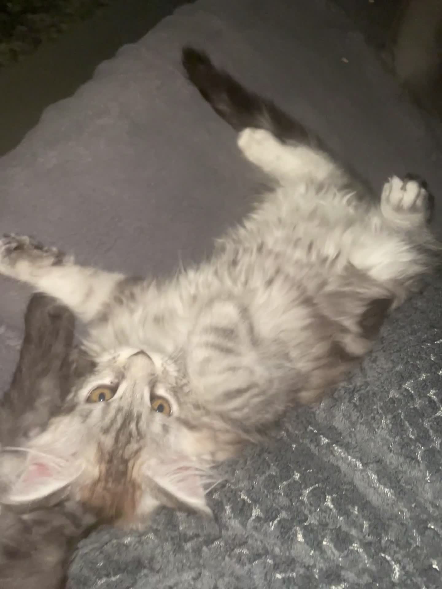 Maine Coon cats for sale: TICA registered Maine coon kittens  - Video 3