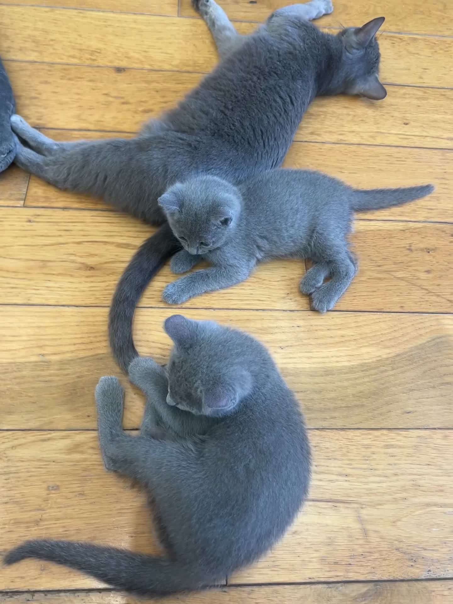 Russian Blue cats for sale: 😻😻The most adorable Russian blue kitten for sale - Video 2
