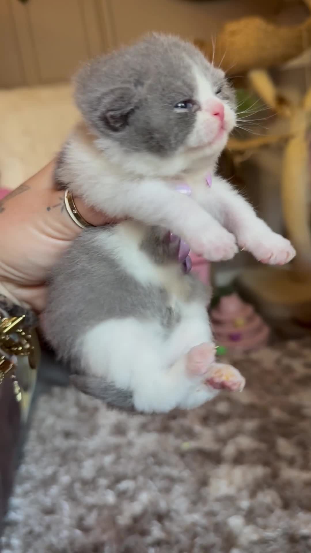 British Shorthair cats for sale: Champion line British Shorthair kittens 🏆🥇😻🐾 - Video 2